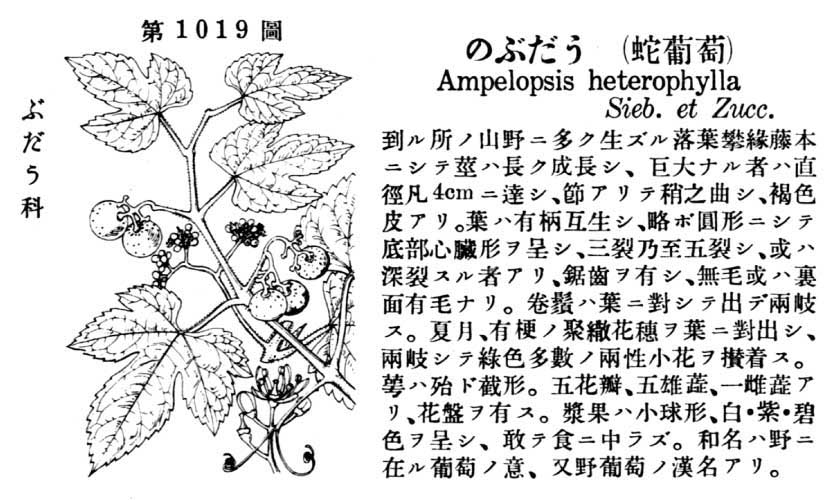 植物図鑑