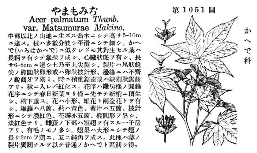 植物図鑑