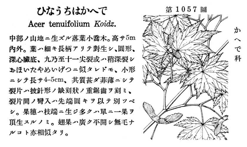 植物図鑑
