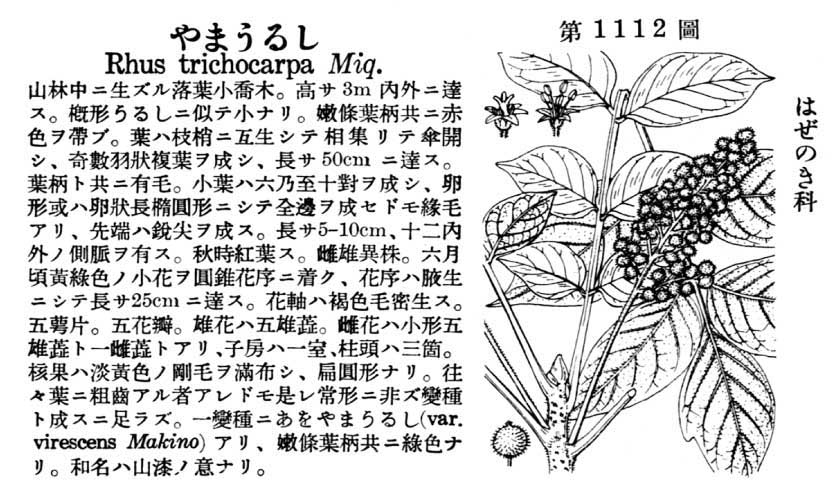 植物図鑑