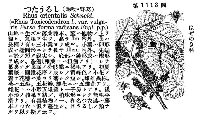 植物図鑑