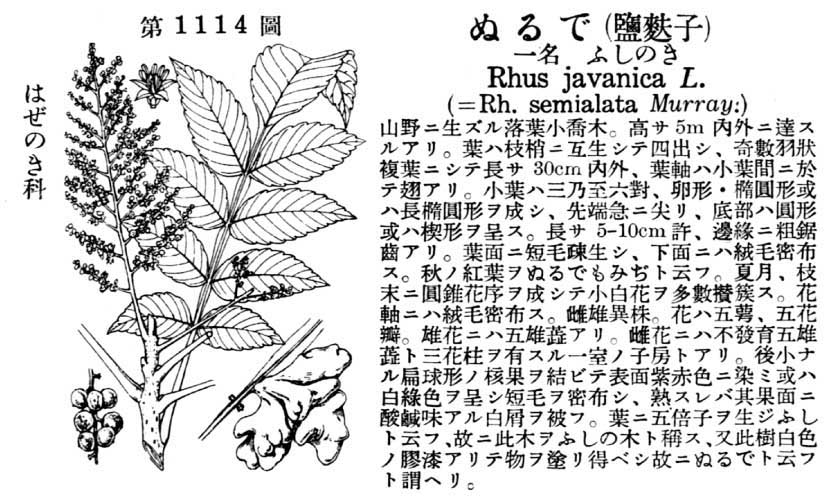 植物図鑑
