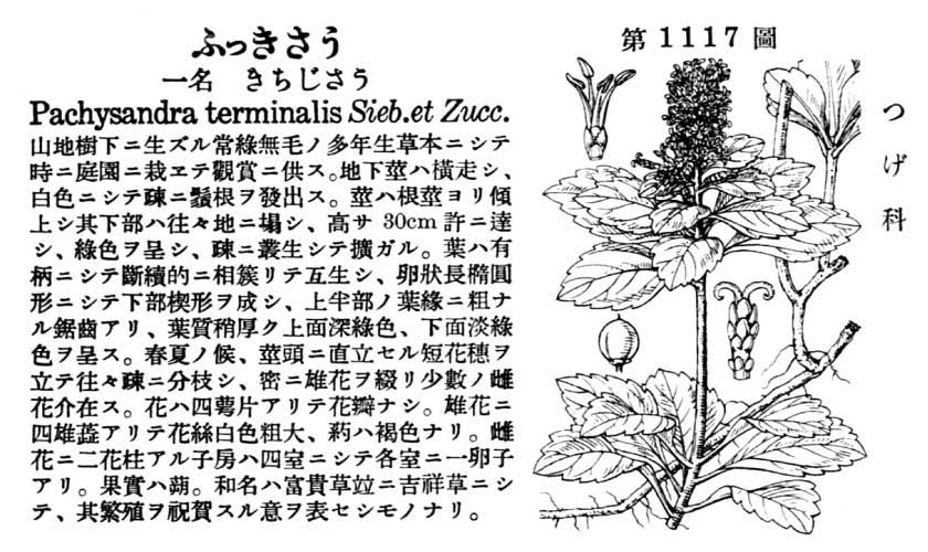 植物図鑑