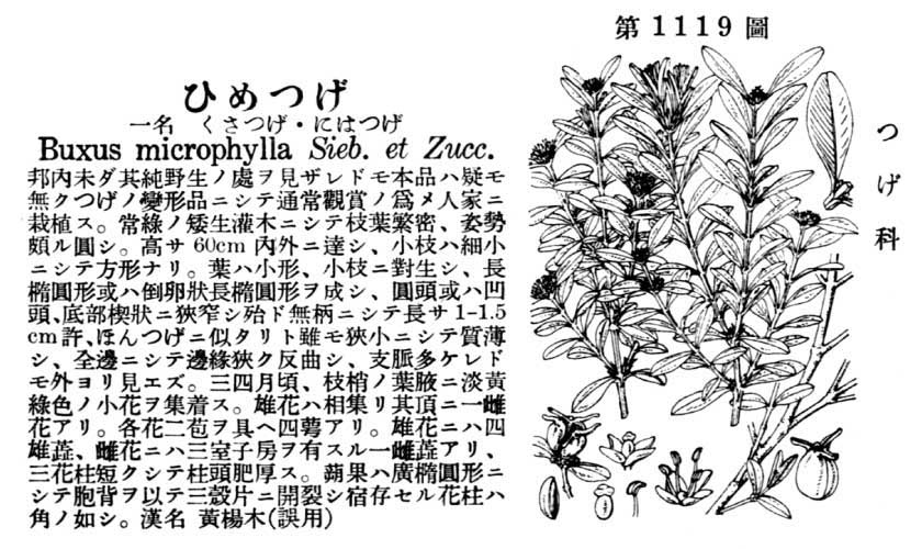 植物図鑑