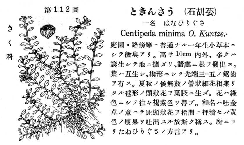 植物図鑑