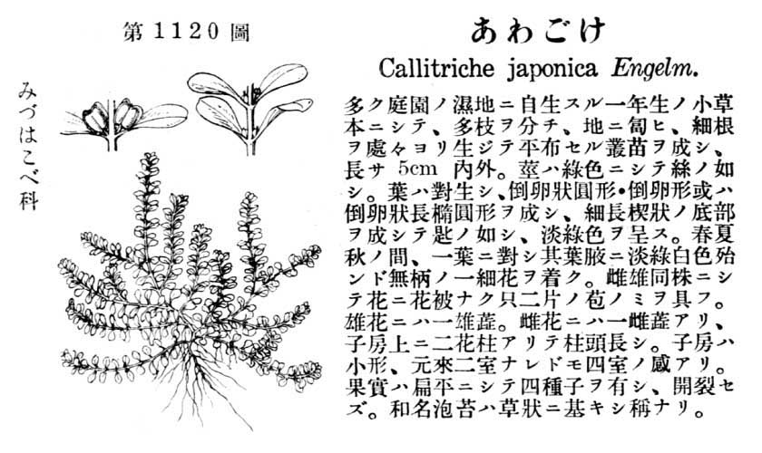 植物図鑑