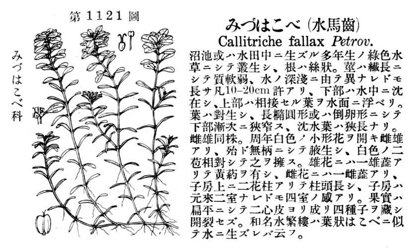 植物図鑑