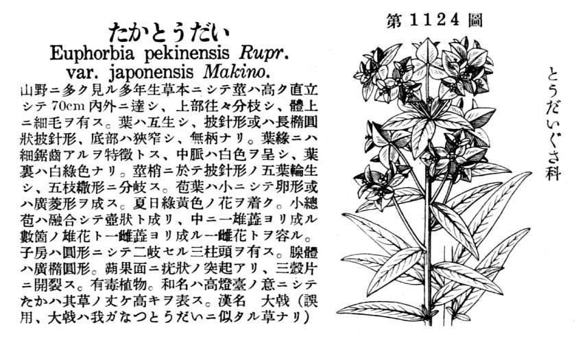 植物図鑑