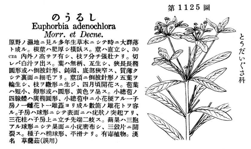 植物図鑑