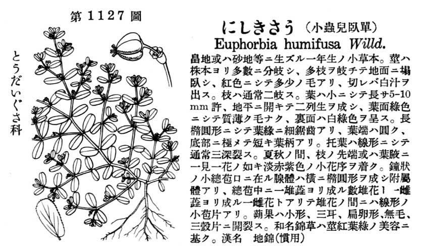 植物図鑑