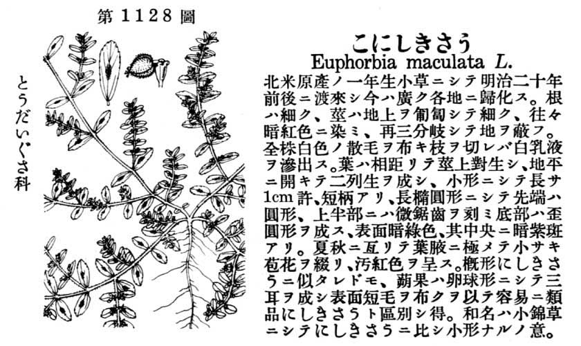 植物図鑑