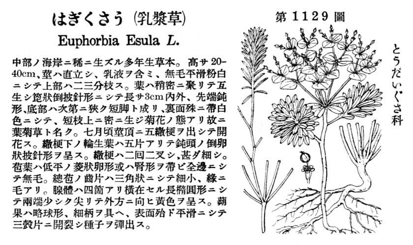 植物図鑑
