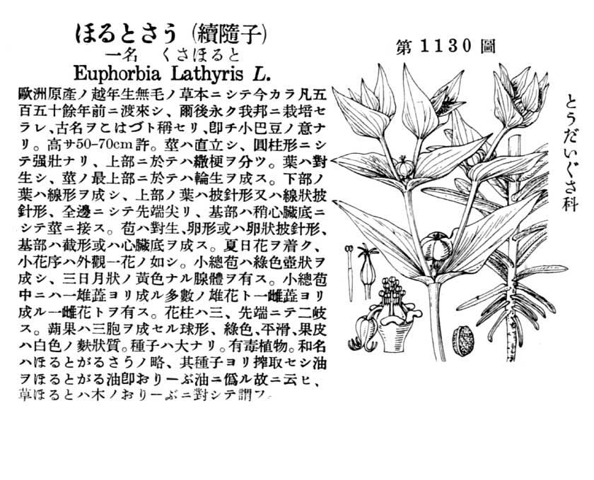 植物図鑑
