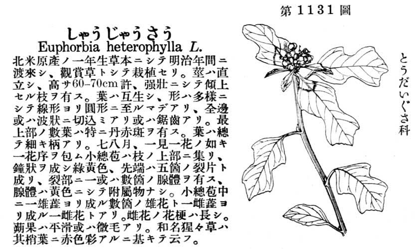 植物図鑑