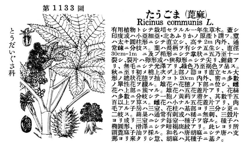 植物図鑑
