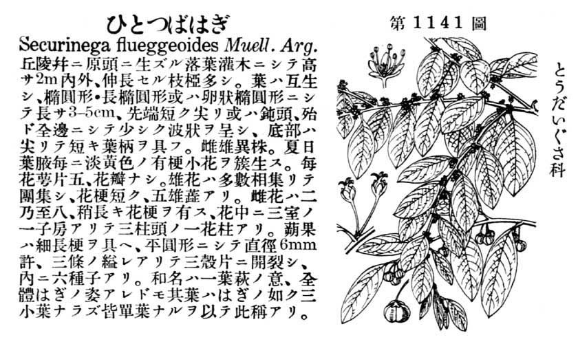 植物図鑑