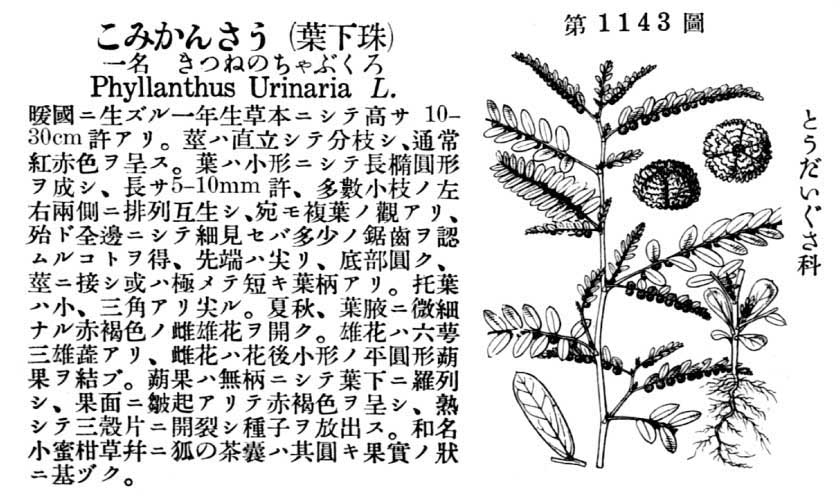 植物図鑑