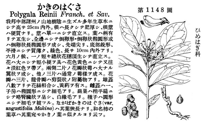 植物図鑑
