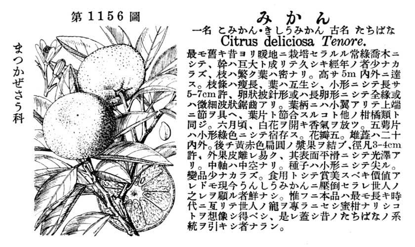 植物図鑑