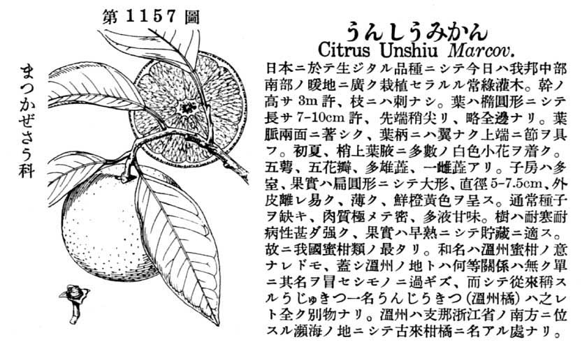 植物図鑑
