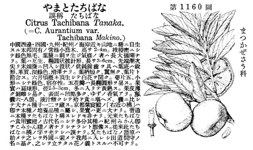 植物図鑑