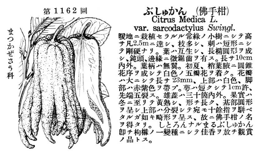 植物図鑑