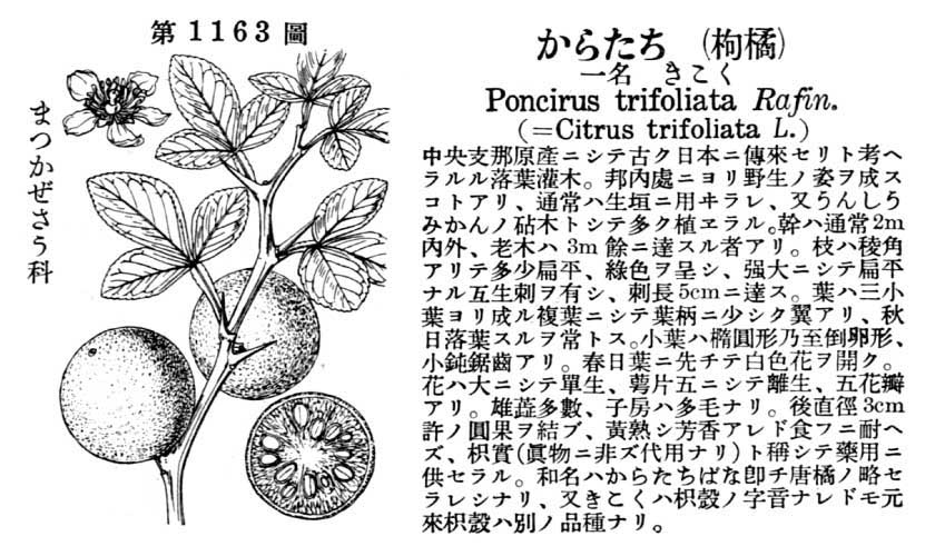 植物図鑑
