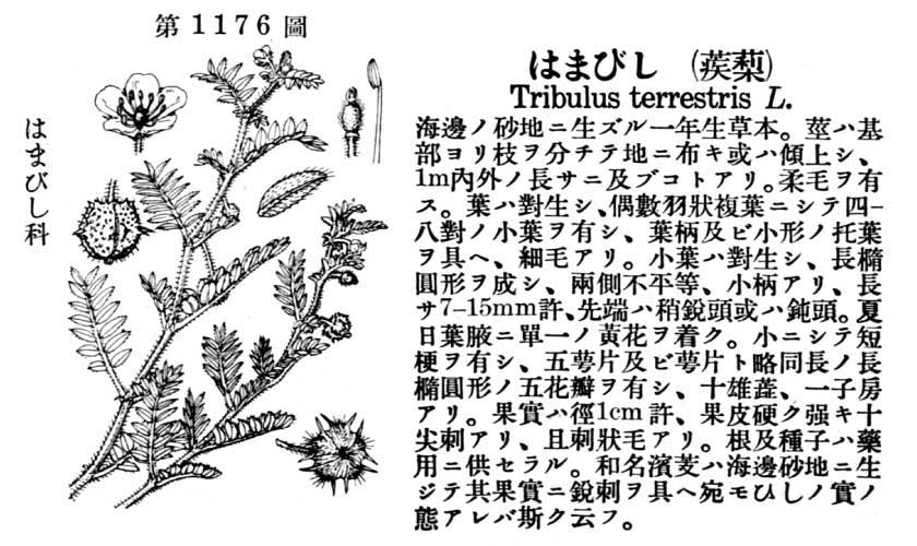 植物図鑑