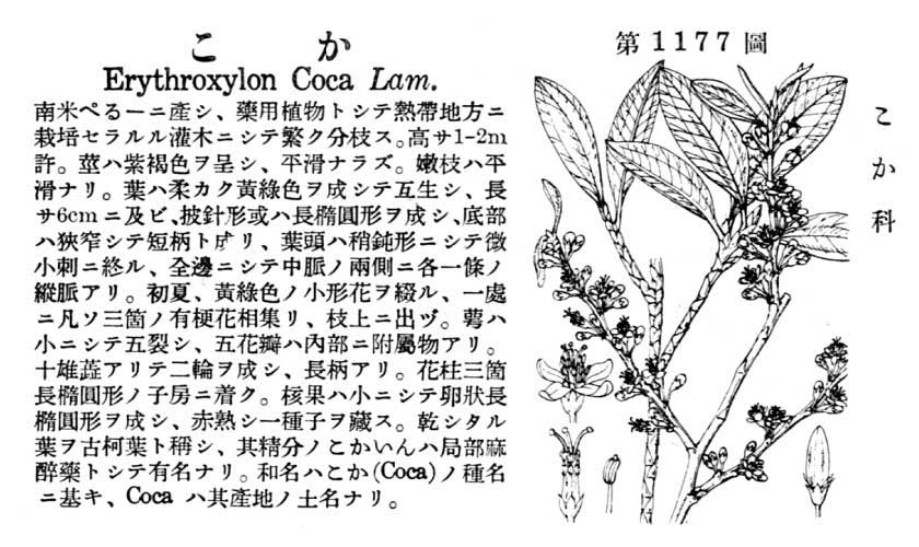 植物図鑑
