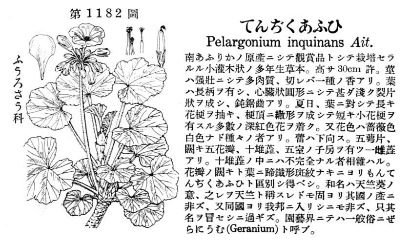 植物図鑑