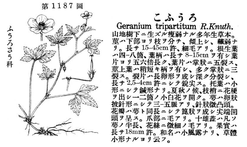 植物図鑑