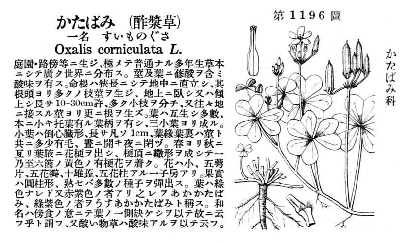 植物図鑑