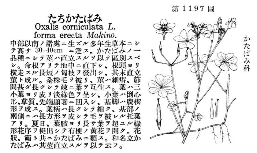 植物図鑑