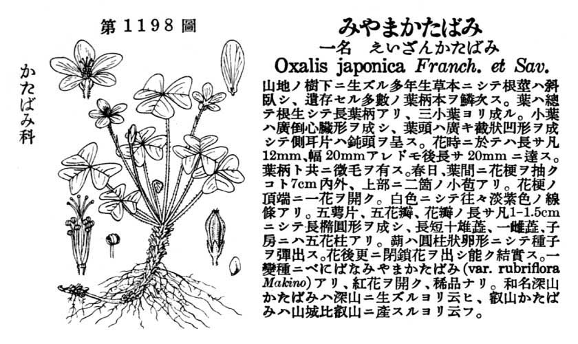 植物図鑑
