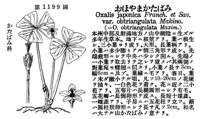 植物図鑑