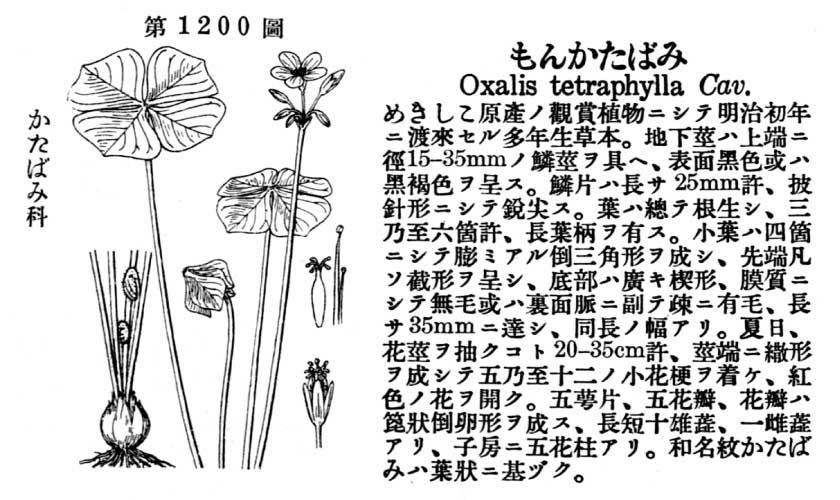 植物図鑑