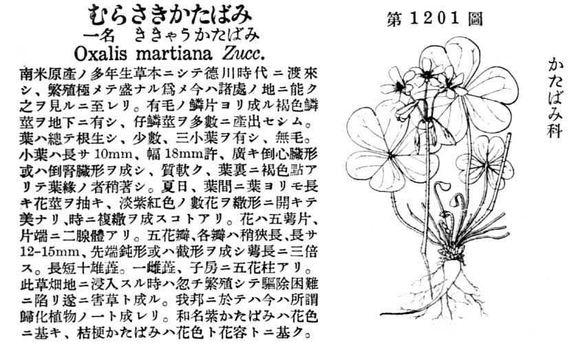植物図鑑