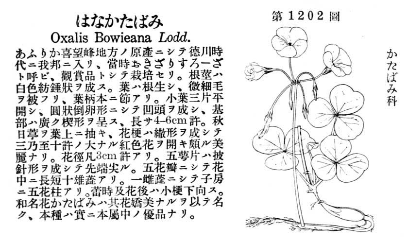 植物図鑑