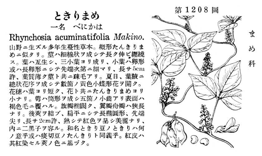 植物図鑑