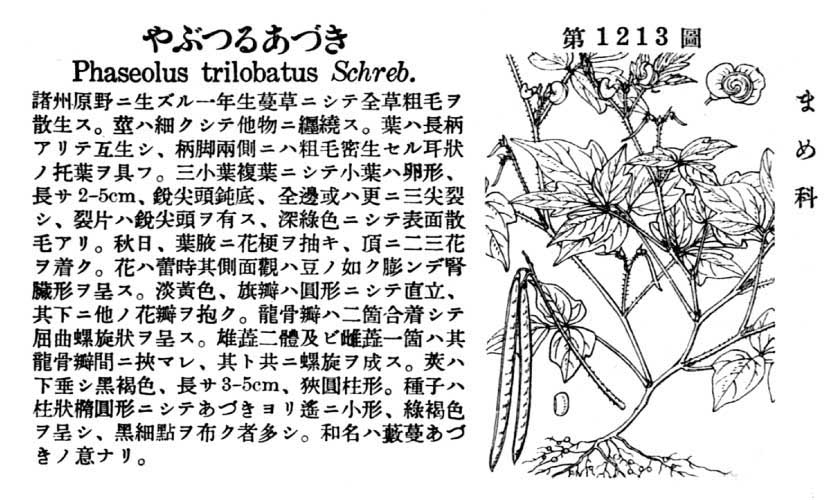 植物図鑑
