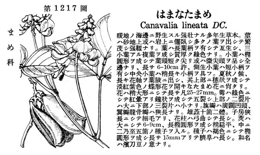 植物図鑑