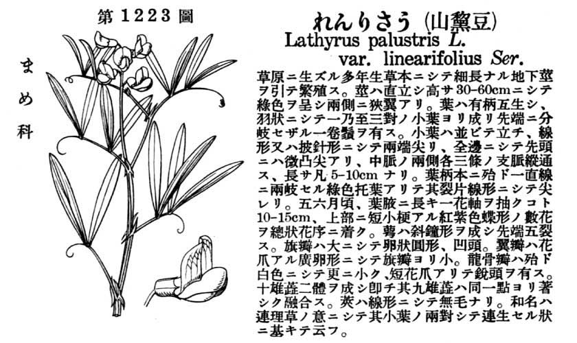 植物図鑑