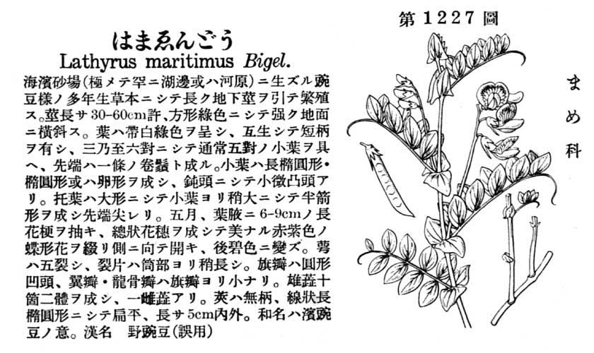 植物図鑑