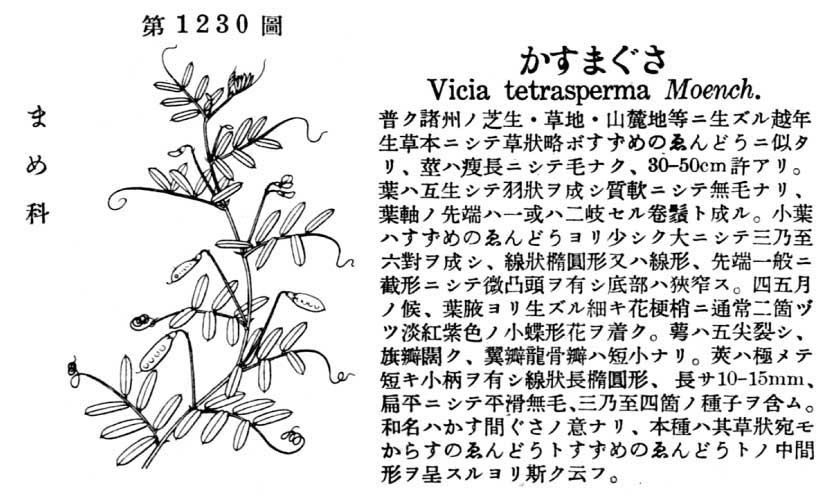植物図鑑
