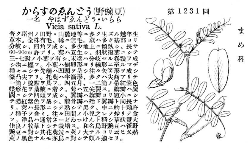 植物図鑑