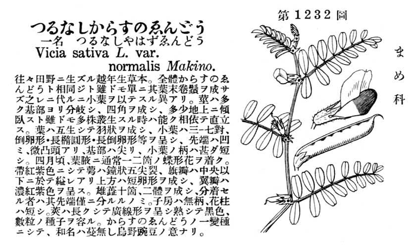 植物図鑑