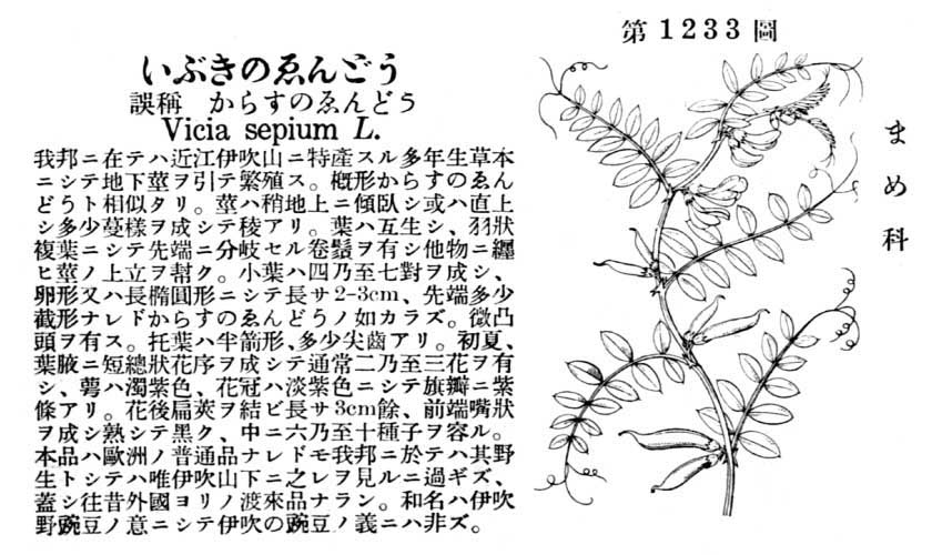 植物図鑑