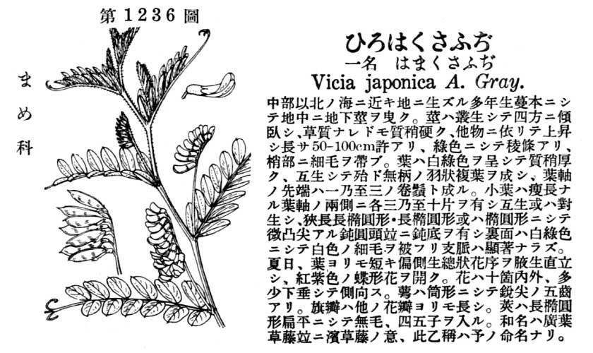 植物図鑑