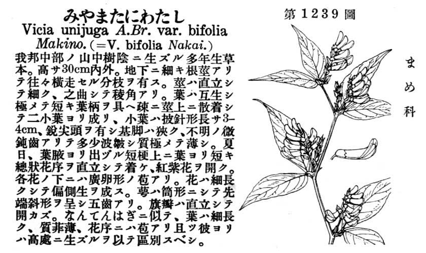 植物図鑑