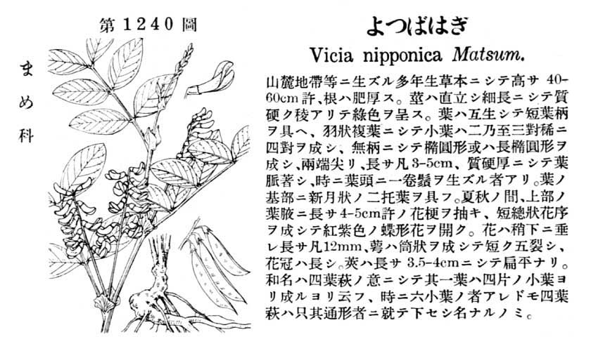 植物図鑑
